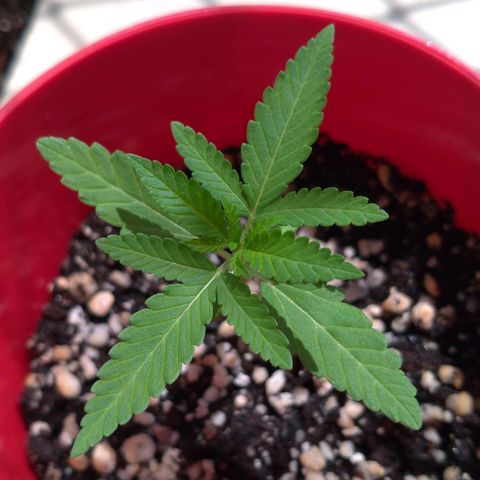 Bolt⚡ growlog photo: 09:55 fotos 52-53