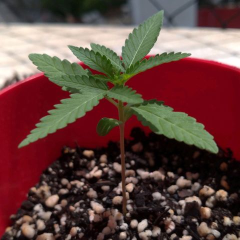 Bolt⚡ growlog photo: 09:55 fotos 52-53