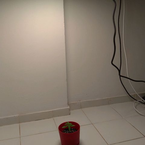 Bolt⚡ growlog photo: 18:25 foto 54