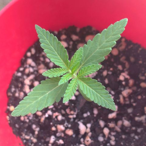 Bolt⚡ growlog photo: 08:55 fotos 50-51
