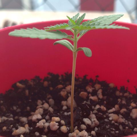 Bolt⚡ growlog photo: 08:55 fotos 50-51
