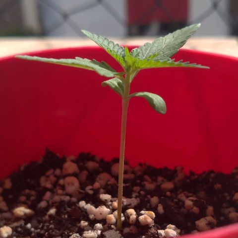 Bolt⚡ growlog photo: 08:20 fotos 48-49