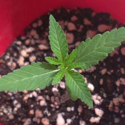 Bolt⚡ growlog photo: 08:20 fotos 48-49