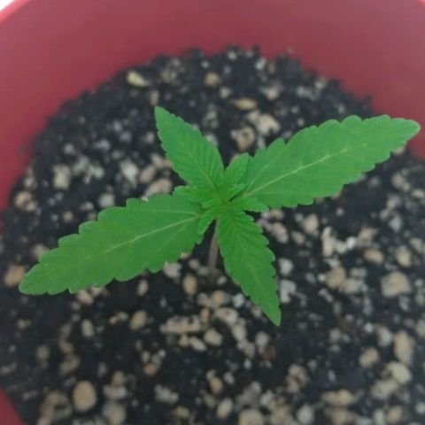 Bolt⚡ growlog photo: 18:40 fotos 46-47