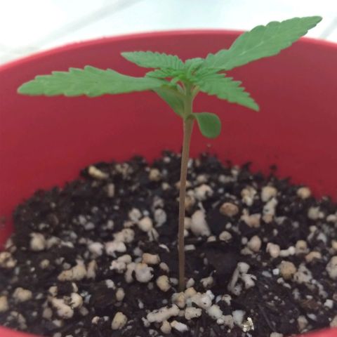 Bolt⚡ growlog photo: 18:40 fotos 46-47