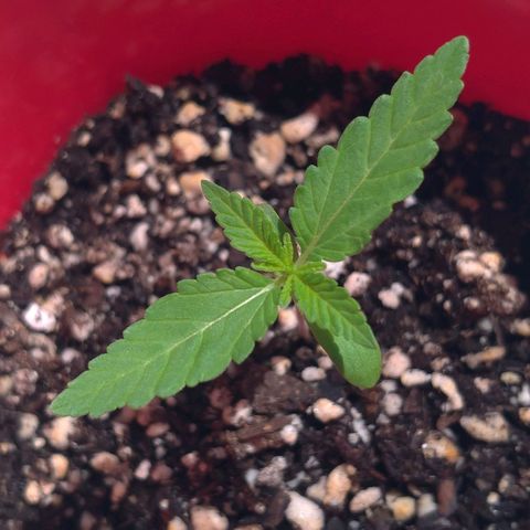 Bolt⚡ growlog photo: 09:50 fotos 44-45