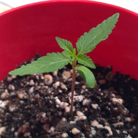 Bolt⚡ growlog photo: 09:50 fotos 44-45