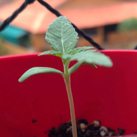 Bolt⚡ growlog photo: 12:35 fotos 42-43