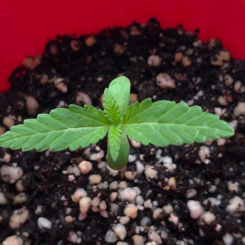 Bolt⚡ growlog photo: 12:35 fotos 42-43