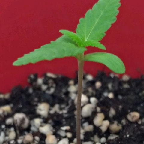 Bolt⚡ growlog photo: 00:07 fotos 40-41