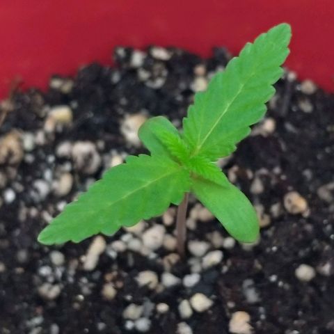 Bolt⚡ growlog photo: 00:07 fotos 40-41
