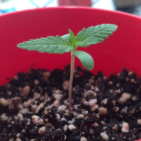 Bolt⚡ growlog photo: 08:40 fotos 38-39