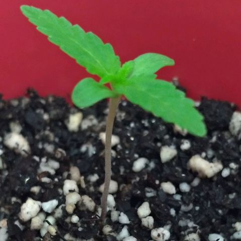 Bolt⚡ growlog photo: 00:05 fotos 36-37