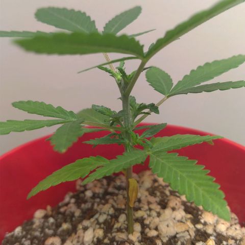 Bolt⚡ growlog photo: 18:05 fotos 22-24