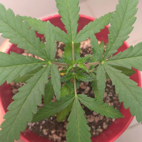 Bolt⚡ growlog photo: 18:05 fotos 22-24