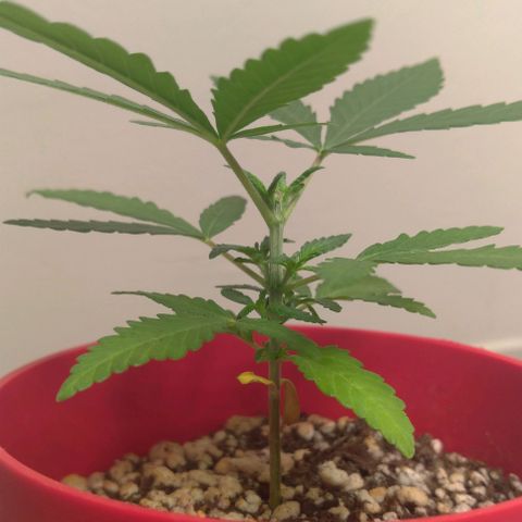 Bolt⚡ growlog photo: 18:05 fotos 22-24