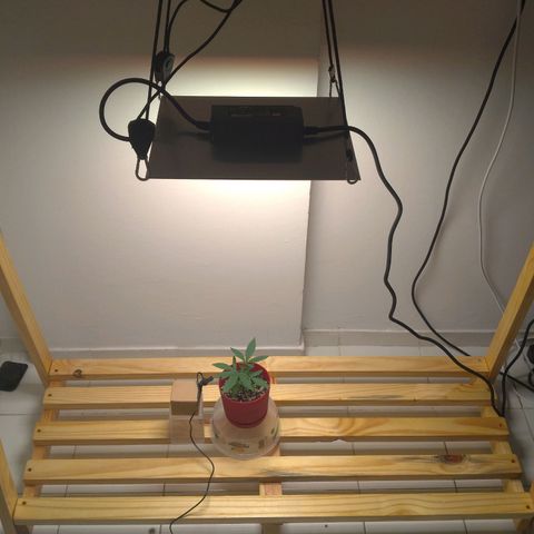 Bolt⚡ growlog photo: 21:30
"grow" montado (cabideiro), QB a 51cm, PPFD=650