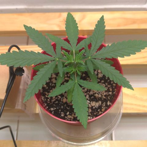 Bolt⚡ growlog photo: 11:35 fotos 25-26
