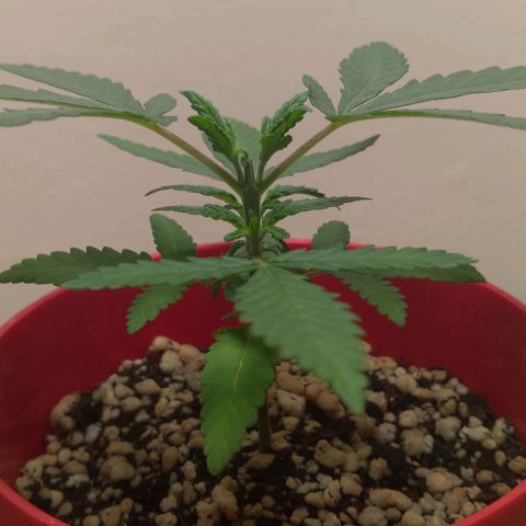 Bolt⚡ growlog photo: 11:35 fotos 25-26