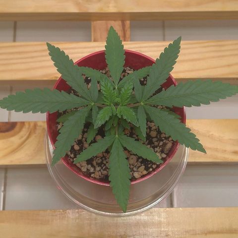 Bolt⚡ growlog photo: 09:50 fotos 27-28