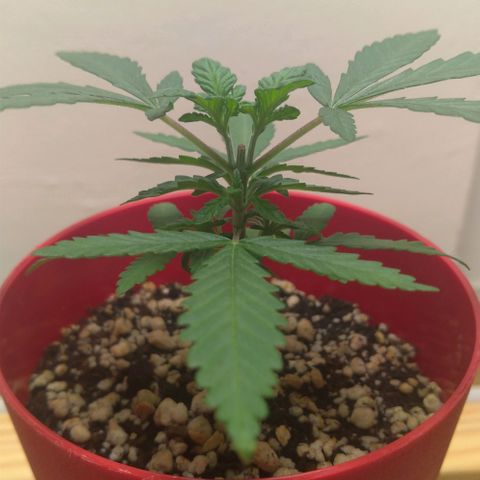 Bolt⚡ growlog photo: 09:50 fotos 27-28