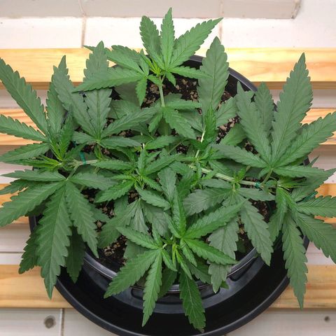 Bolt⚡ growlog photo: 09:05 foto 43