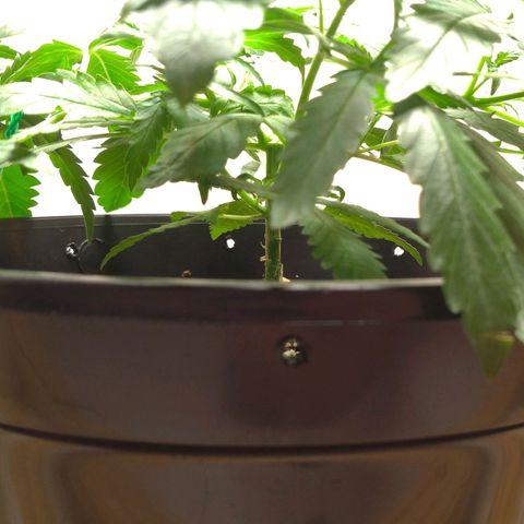 Bolt⚡ growlog photo: 18:40 fotos 41-42