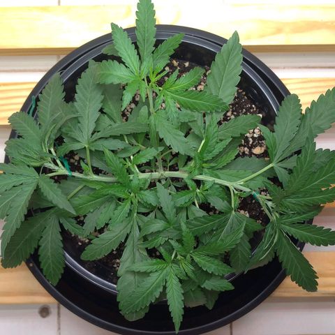 Bolt⚡ growlog photo: 18:40 fotos 41-42