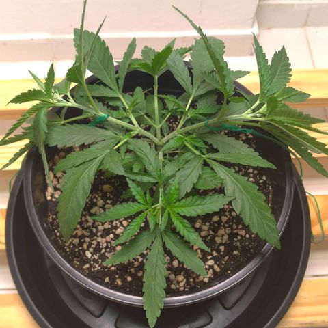 Bolt⚡ growlog photo: 23:25 foto 40