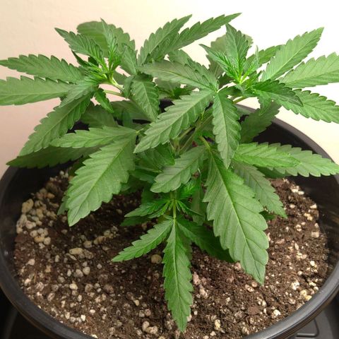 Bolt⚡ growlog photo: 23:20 fotos 38-39