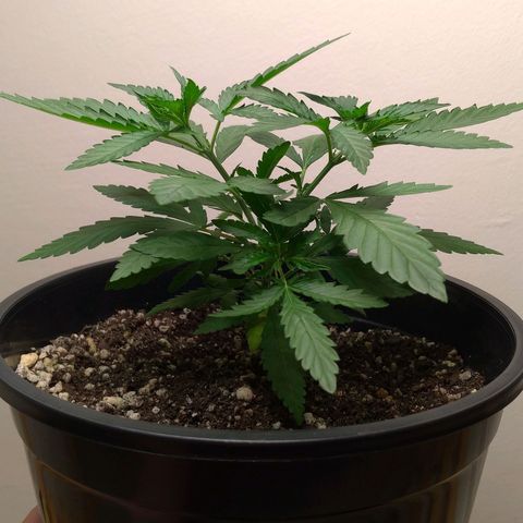Bolt⚡ growlog photo: 23:20 fotos 38-39