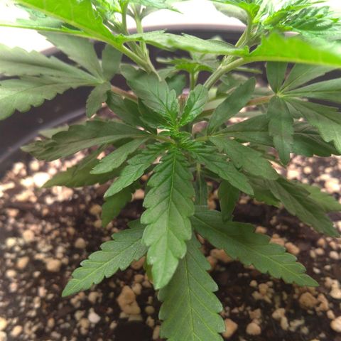 Bolt⚡ growlog photo: 22:20 foto 37