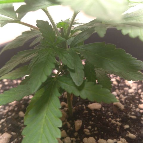 Bolt⚡ growlog photo: 22:50 foto 36