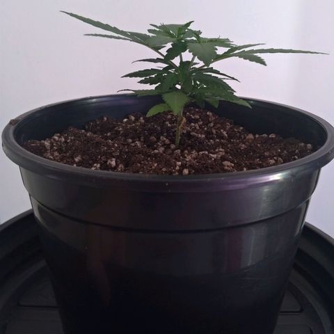 Bolt⚡ growlog photo: 09:25 fotos 32-35