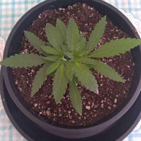 Bolt⚡ growlog photo: 09:25 fotos 32-35