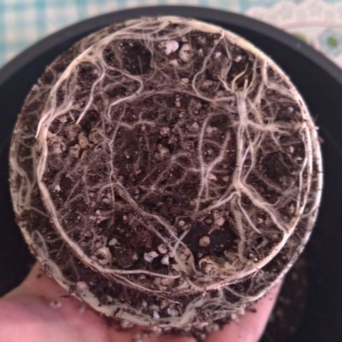 Bolt⚡ growlog photo: 09:25 fotos 32-35