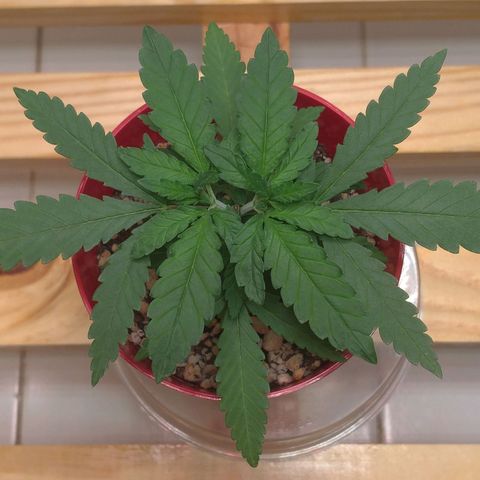 Bolt⚡ growlog photo: 09:25 fotos 29-31