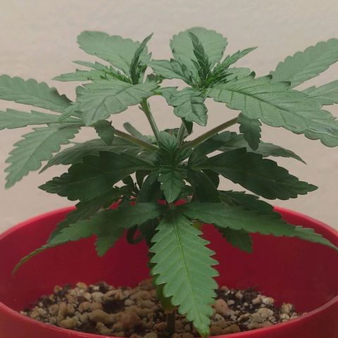 Bolt⚡ growlog photo: 09:25 fotos 29-31