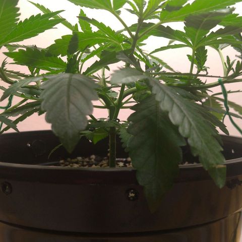 Bolt⚡ growlog photo: 16:20 fotos 44-49