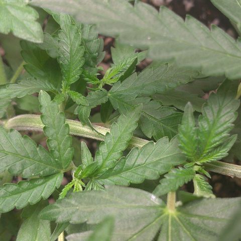 Bolt⚡ growlog photo: 16:20 fotos 44-49