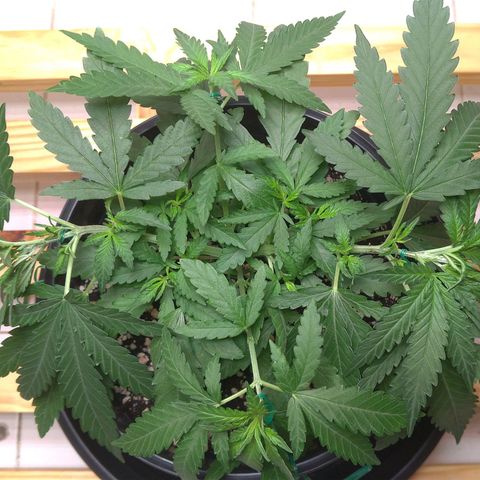 Bolt⚡ growlog photo: 10:40 fotos 50-52