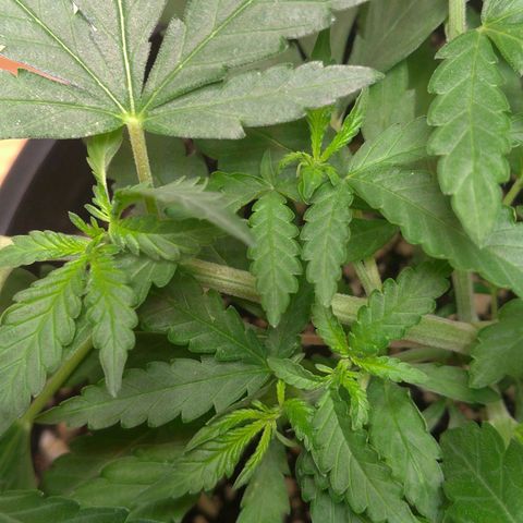 Bolt⚡ growlog photo: 10:40 fotos 50-52