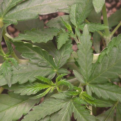 Bolt⚡ growlog photo: 16:20 fotos 44-49