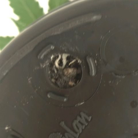 Bolt⚡ growlog photo: 16:20 fotos 44-49