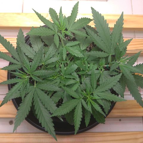 Bolt⚡ growlog photo: 16:20 fotos 44-49