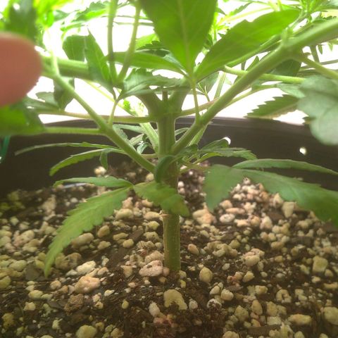 Bolt⚡ growlog photo: 09:30 fotos 53-60