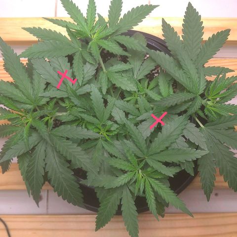 Bolt⚡ growlog photo: 09:30 fotos 53-60