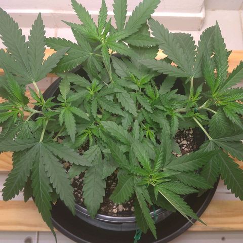 Bolt⚡ growlog photo: 09:30 fotos 53-60