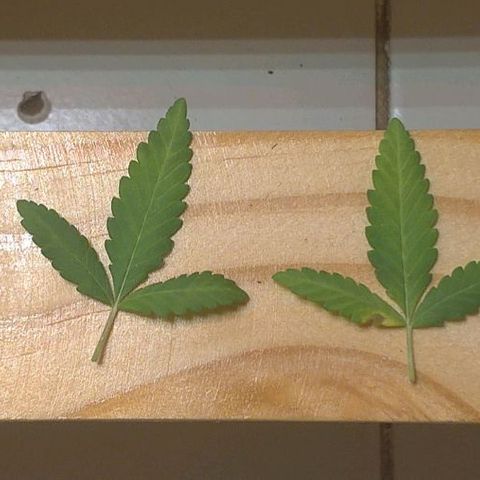 Bolt⚡ growlog photo: 09:30 fotos 53-60