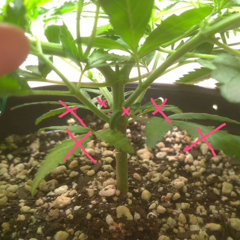 Bolt⚡ growlog photo: 09:30 fotos 53-60
